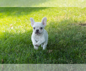 French Bulldog Puppy for sale in NAPPANEE, IN, USA