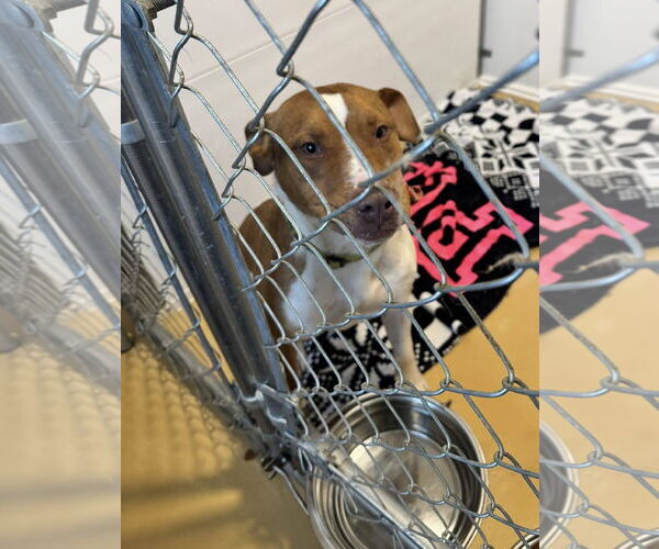 Medium Photo #4 Mutt Puppy For Sale in Hinton, WV, USA