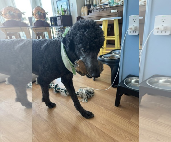 Medium Photo #3 Poodle (Standard) Puppy For Sale in Lee's Summit, MO, USA