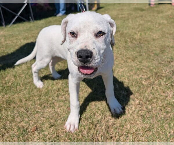 Medium Photo #5 American Pit Bull Terrier-American Staffordshire Terrier Mix Puppy For Sale in Chester, VA, USA