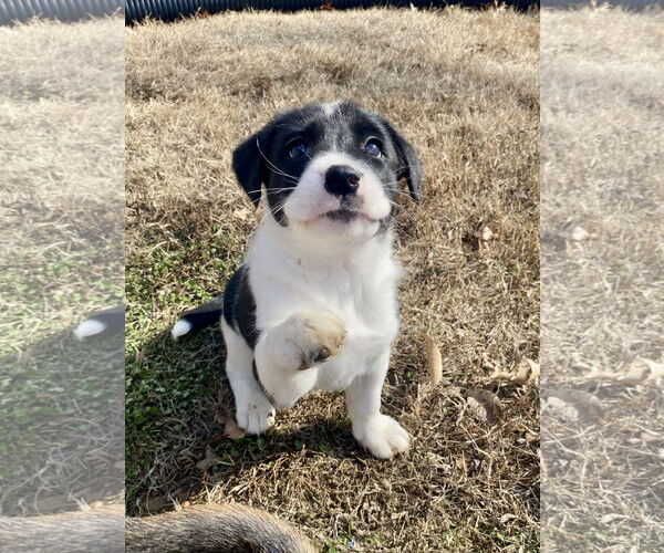 Medium Photo #1 Border Collie-Unknown Mix Puppy For Sale in Hillsboro, MO, USA