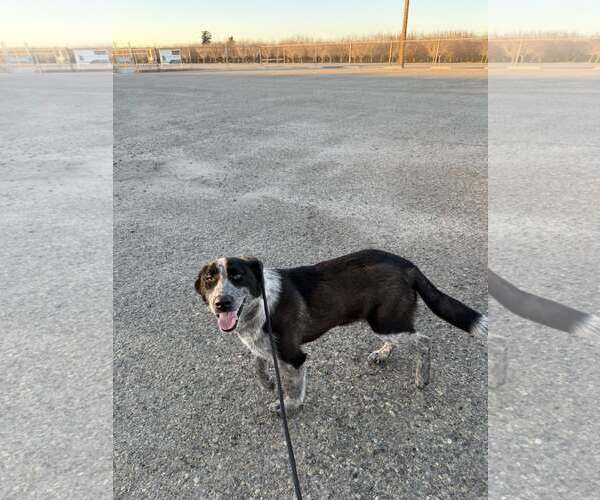 Medium Photo #2 Mutt Puppy For Sale in Paso Robles, CA, USA