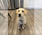 Small Mutt