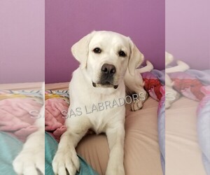 Mother of the Labrador Retriever puppies born on 06/23/2025