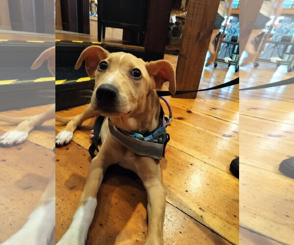 Medium Photo #5 Catahoula Leopard Dog-Labrador Retriever Mix Puppy For Sale in Sanford, FL, USA