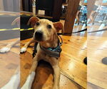 Small #4 Catahoula Leopard Dog-Labrador Retriever Mix