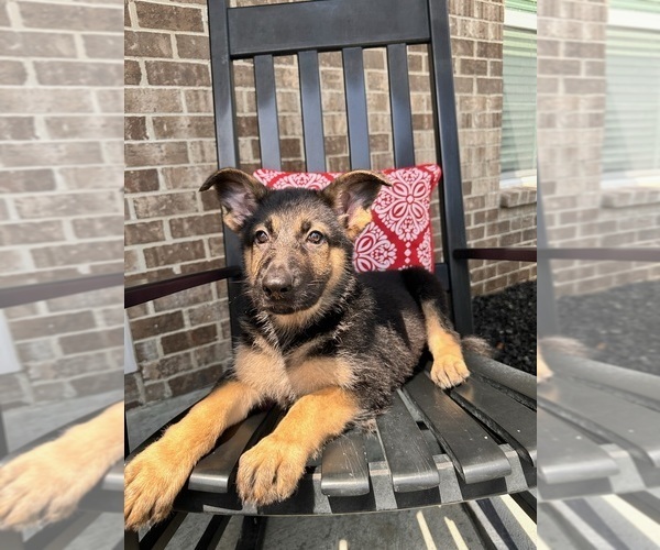 Medium Photo #2 German Shepherd Dog Puppy For Sale in INDIANAPOLIS, IN, USA