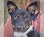 George - Male Australian Kelpie-Unknown Mix Dog for Adoption - Small photo