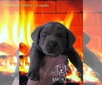 Small Photo #50 Labrador Retriever Puppy For Sale in POCAHONTAS, IL, USA