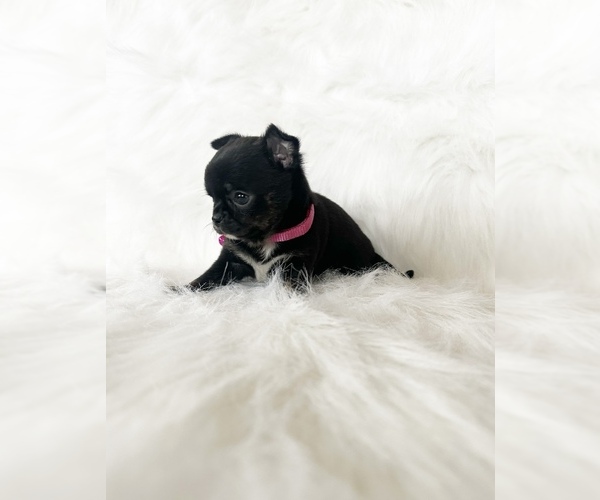 Medium Photo #13 Chihuahua Puppy For Sale in SACRAMENTO, CA, USA