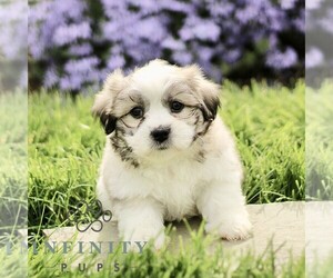 Zuchon Puppy for sale in RONKS, PA, USA