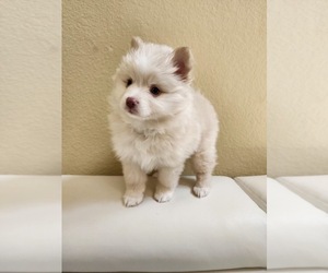 Pomsky Puppy for sale in COMMERCE CITY, CO, USA