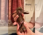 Puppy Bruno Shorkie Tzu