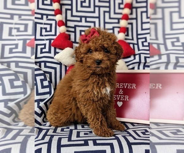 Medium Photo #2 Cavapoo Puppy For Sale in LINCOLN UNIVERSITY, PA, USA