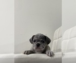 Small #11 French Bulldog