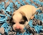 Small Photo #12 Great Pyrenees Puppy For Sale in MOUNT AIRY, NC, USA