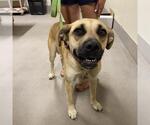 Small German Shepherd Dog Mix