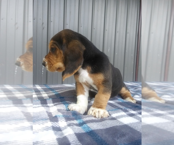 Medium Photo #3 Basset Hound Puppy For Sale in PETERSBURG, IN, USA