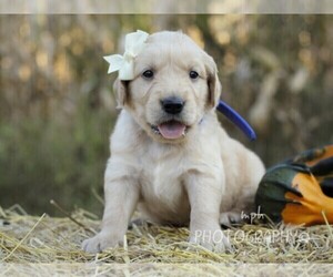 Golden Retriever Puppy for sale in LIBERTY, KY, USA