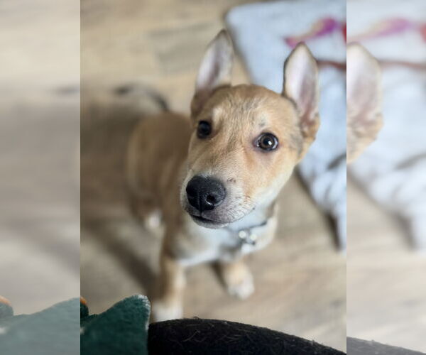 Medium Photo #2 German Shepherd Dog-Unknown Mix Puppy For Sale in Holly Springs, NC, USA