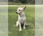 Small #1 Mutt