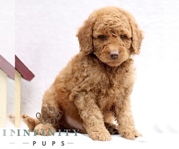 Medium Photo #3 Goldendoodle (Miniature) Puppy For Sale in EPHRATA, PA, USA