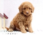 Small #2 Goldendoodle (Miniature)