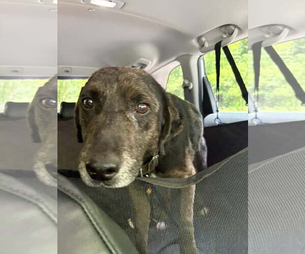 Medium Photo #6 Mutt Puppy For Sale in Hinton, WV, USA