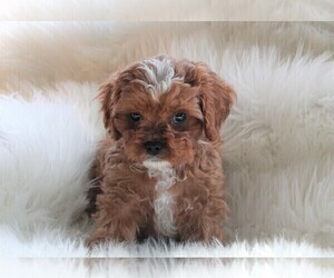 Cavapoo Puppy for sale in FREDERICKSBURG, OH, USA