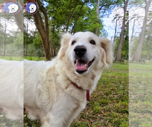 Great Pyrenees Dogs for adoption in Spring, TX, USA