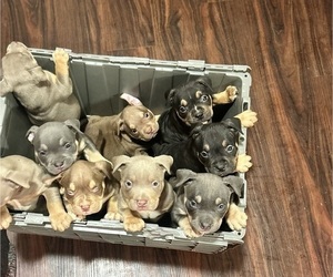 American Bully Puppy for sale in WASHINGTON, DC, USA