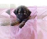 Small Photo #4 King Shepherd Puppy For Sale in YUCCA VALLEY, CA, USA
