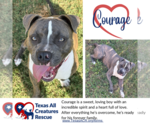Courage - Male American Pit Bull Terrier-Unknown Mix Dog for Adoption - Small photo
