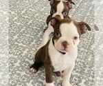 Small #3 Boston Terrier