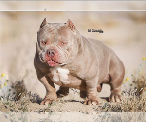 Father of the American Bully puppies born on 06/04/2019