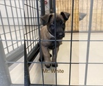 Small Photo #40 Belgian Malinois Puppy For Sale in LABADIE, MO, USA