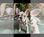Puppy 2 French Bulldog