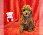 Small Photo #11 Poodle (Toy) Puppy For Sale in COATESVILLE, PA, USA
