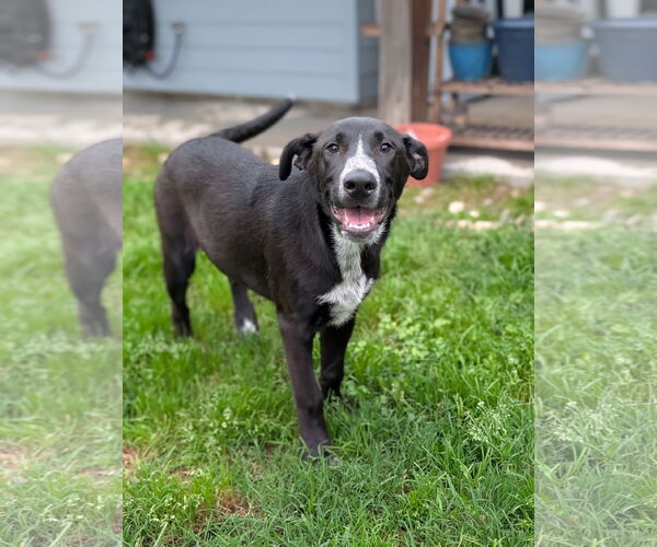 Medium Photo #1 Labrador Retriever-Unknown Mix Puppy For Sale in Oakhurst, NJ, USA