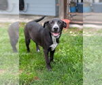 Small Labrador Retriever Mix