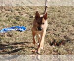 Small Photo #5 German Shepherd Dog-Unknown Mix Puppy For Sale in Sebec, ME, USA