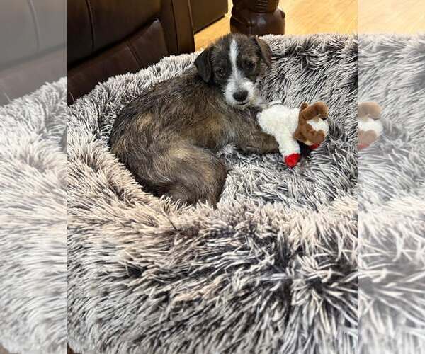 Medium Photo #3 Mutt Puppy For Sale in Minneapolis, MN, USA