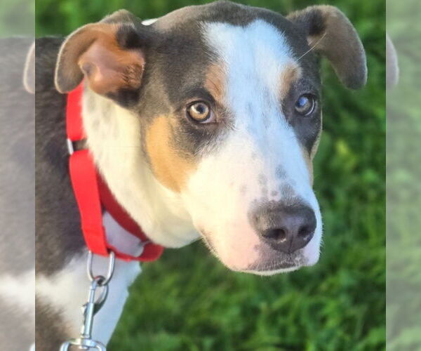 Medium Photo #7 Mutt Puppy For Sale in Canton, CT, USA