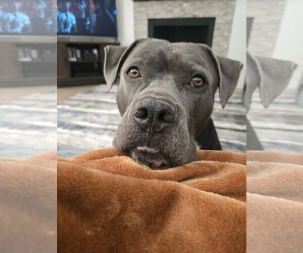 Medium Photo #1 Mutt Puppy For Sale in Chandler, AZ, USA