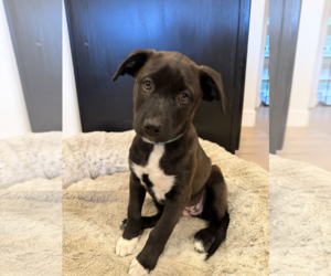Caspia - Female Mutt Dog for Adoption - Photo #2