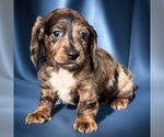 Puppy Mikey Dachshund