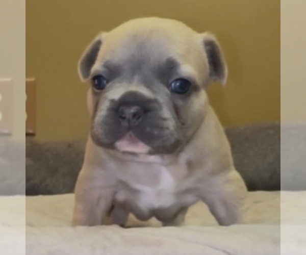 Medium Photo #4 French Bulldog Puppy For Sale in WEXFORD, PA, USA