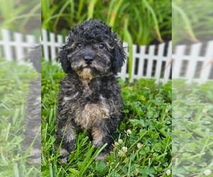 Poodle (Miniature) Puppy for sale in INDIANAPOLIS, IN, USA
