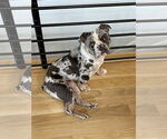 Small #3 Bulldog