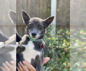 Chihuahua-Unknown Mix Dogs for adoption in Mount Laurel, NJ, USA